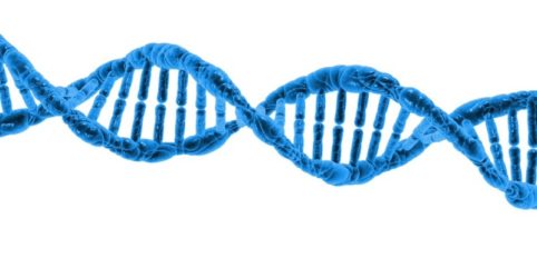 cffdna, wolne płodowe DNA, badania wolnego płodowego dna, test wolnego dna płodowego